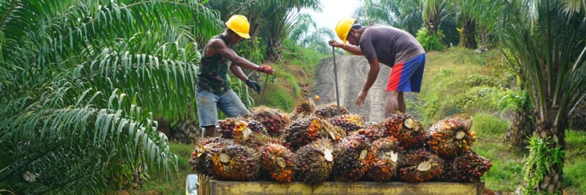 Men farming oil palms
